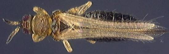 Thripidae 1